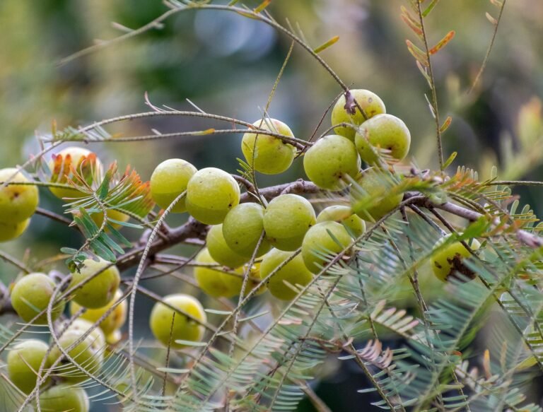 Homemade Amla Murabba From Banaras